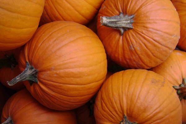 Verduras de otoño. Calabazas deliciosas