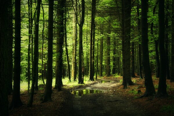 Waldweg mit Pfützen im Nadelwald