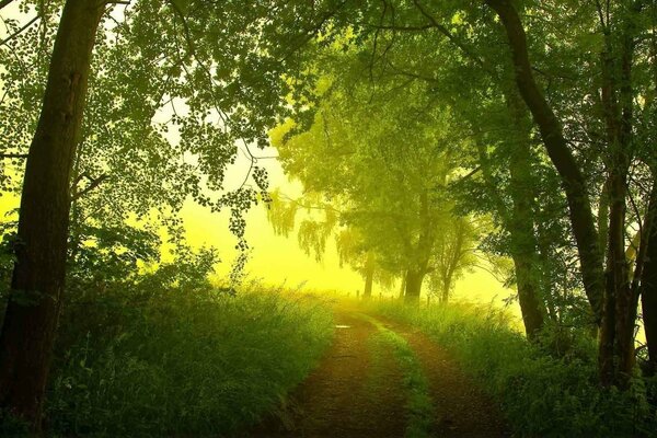 Camino en el bosque en verano, niebla