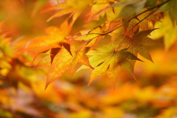 Grandes hojas amarillas de otoño