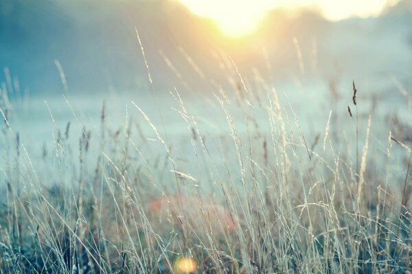 Brins d herbe dans le champ sur fond de coucher de soleil