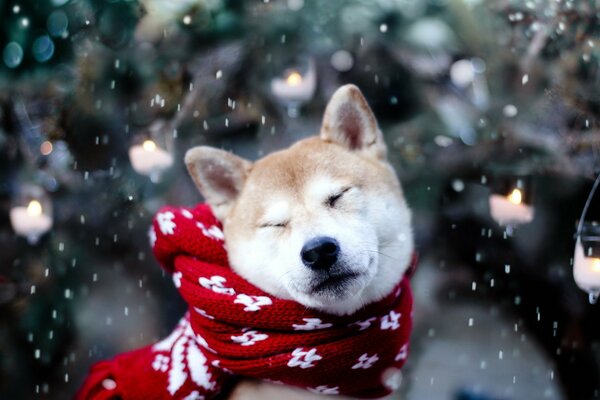 Hund im roten Schal, Schnee, Weihnachtsbaum