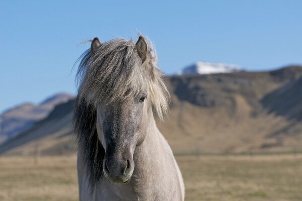 Vamos a montar un caballo en estas colinas