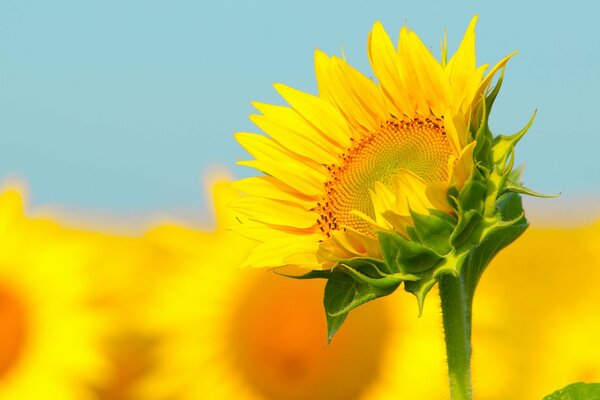 A bright sunflower with a stem on the background of a field