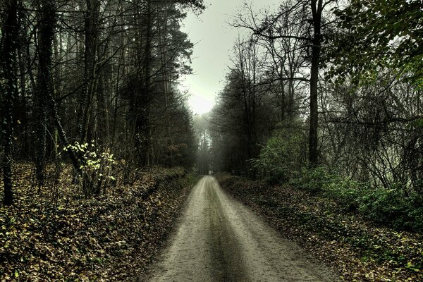 Strada deserta, in mezzo alla foresta autunnale