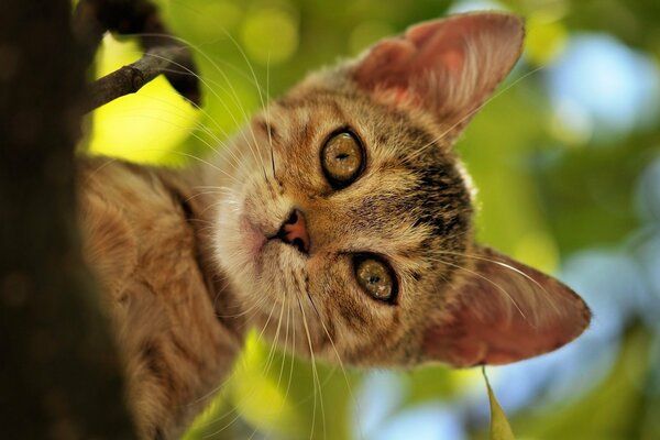 The big-eared cat s face looks down