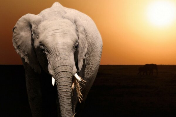 A huge elephant walks through a deserted field