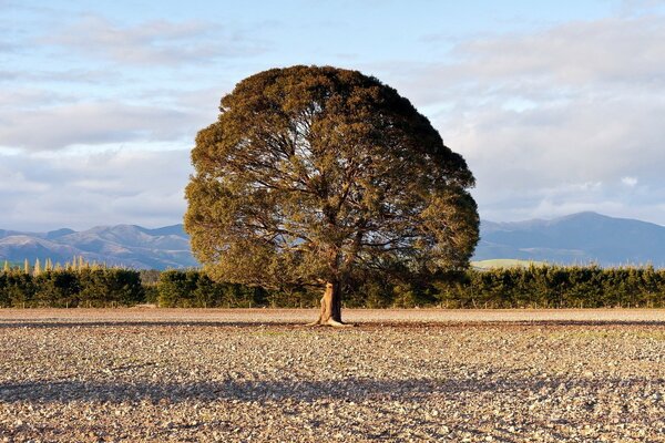 A beautiful lonely tree in the field