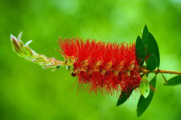 Flor inusual roja sobre fondo verde