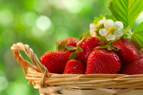 Deliziose fragole profumate in un cestino