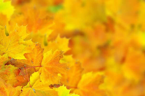 Beautiful bokeh of autumn leaves in macro shooting