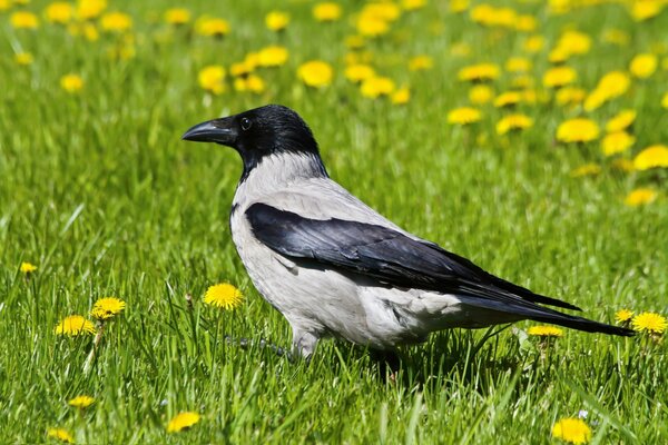 Große Krähe im Gras mit Löwenzahn