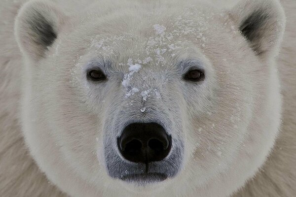 The big muzzle of a polar bear