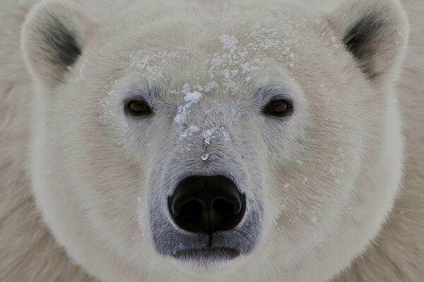 Grande muso dell orso polare
