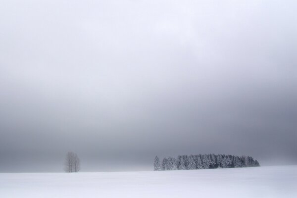 Gloomy photo of trees in the snow