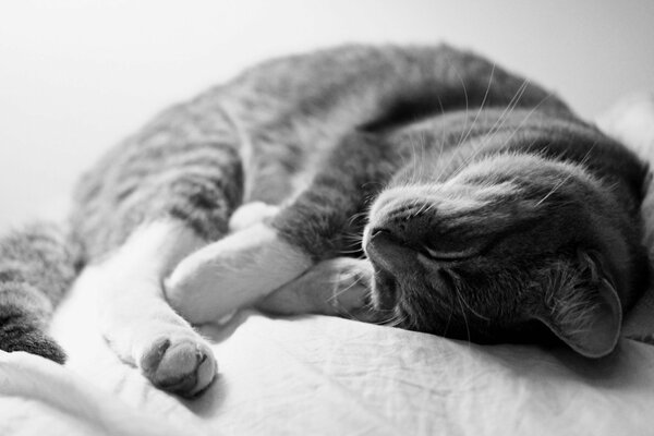Gato gris durmiendo en el Sofá
