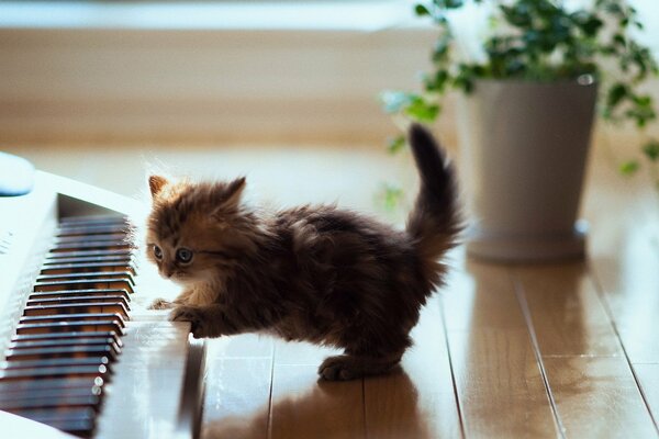 Gatito juguetón al lado del sintetizador