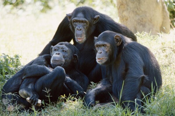 A family of monkeys at a photo shoot