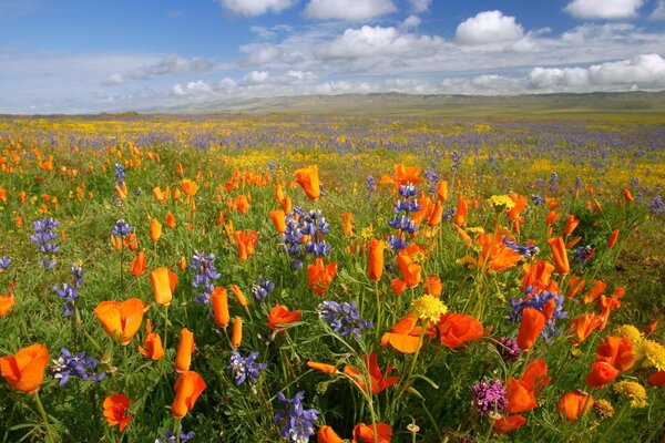 Montagne di fiori in un campo su uno sfondo di nuvole