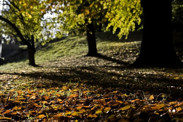 Erde Herbst gefallene Blätter