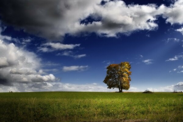 Albero solitario su un campo verde sotto un cielo blu nuvoloso