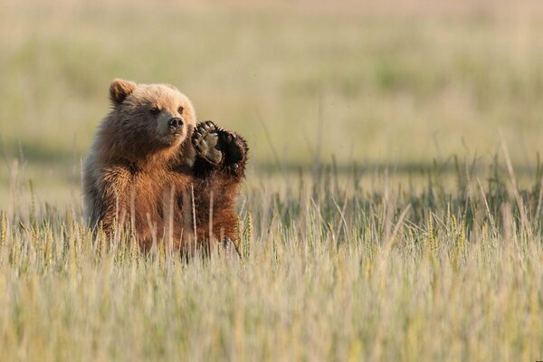 Бурый медведь в поле машет лапой