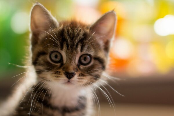 Bella faccia di gatto in modalità macro