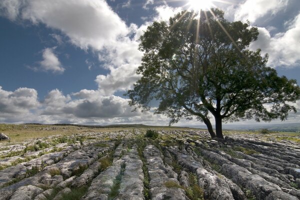 Albero solitario su un campo roccioso