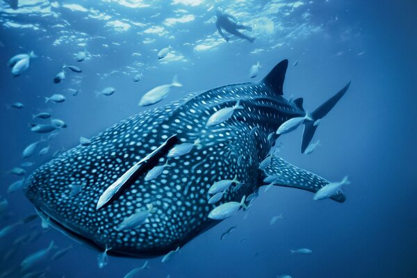 Big blue whale underwater with fish