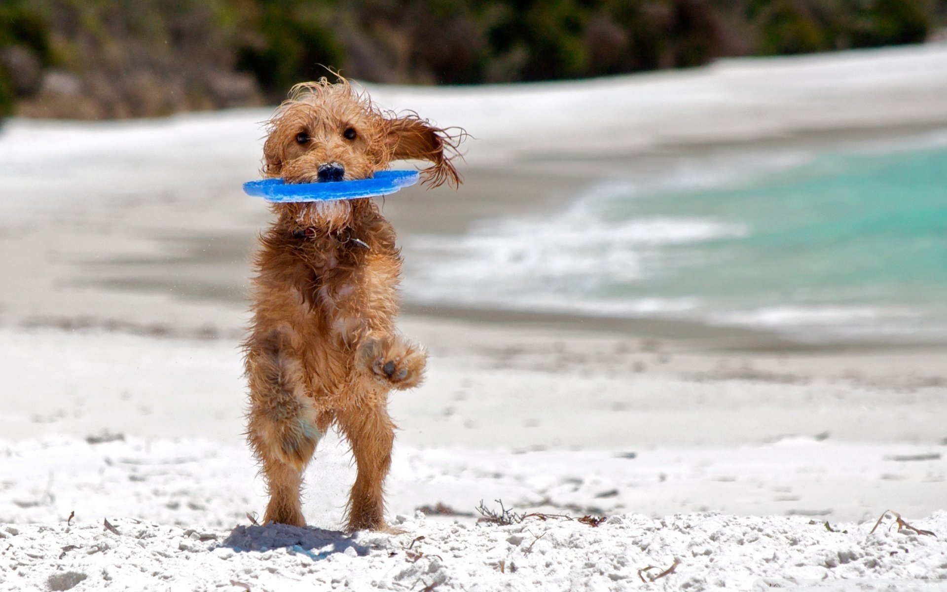 chien amusement jeu plage