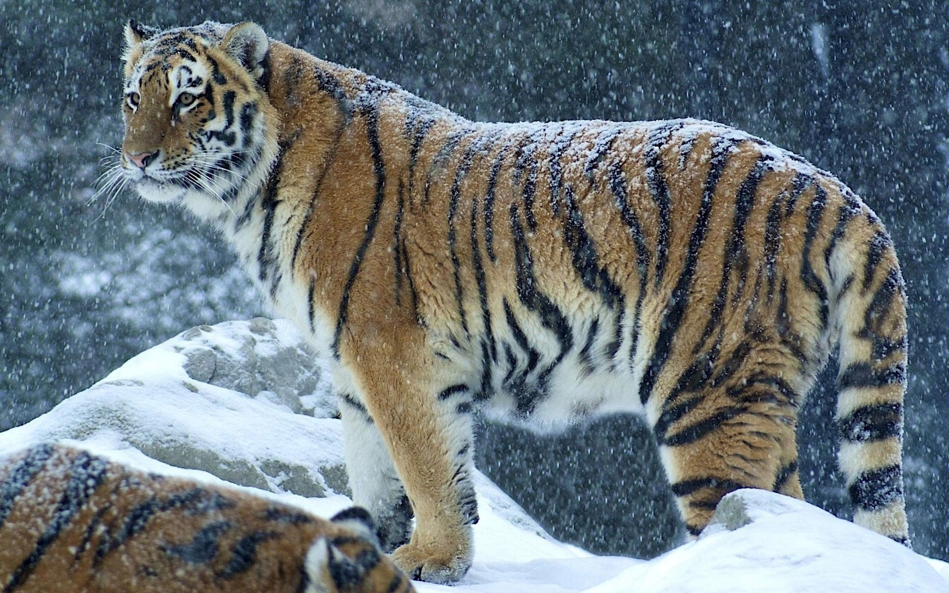 tiger snow predator winter