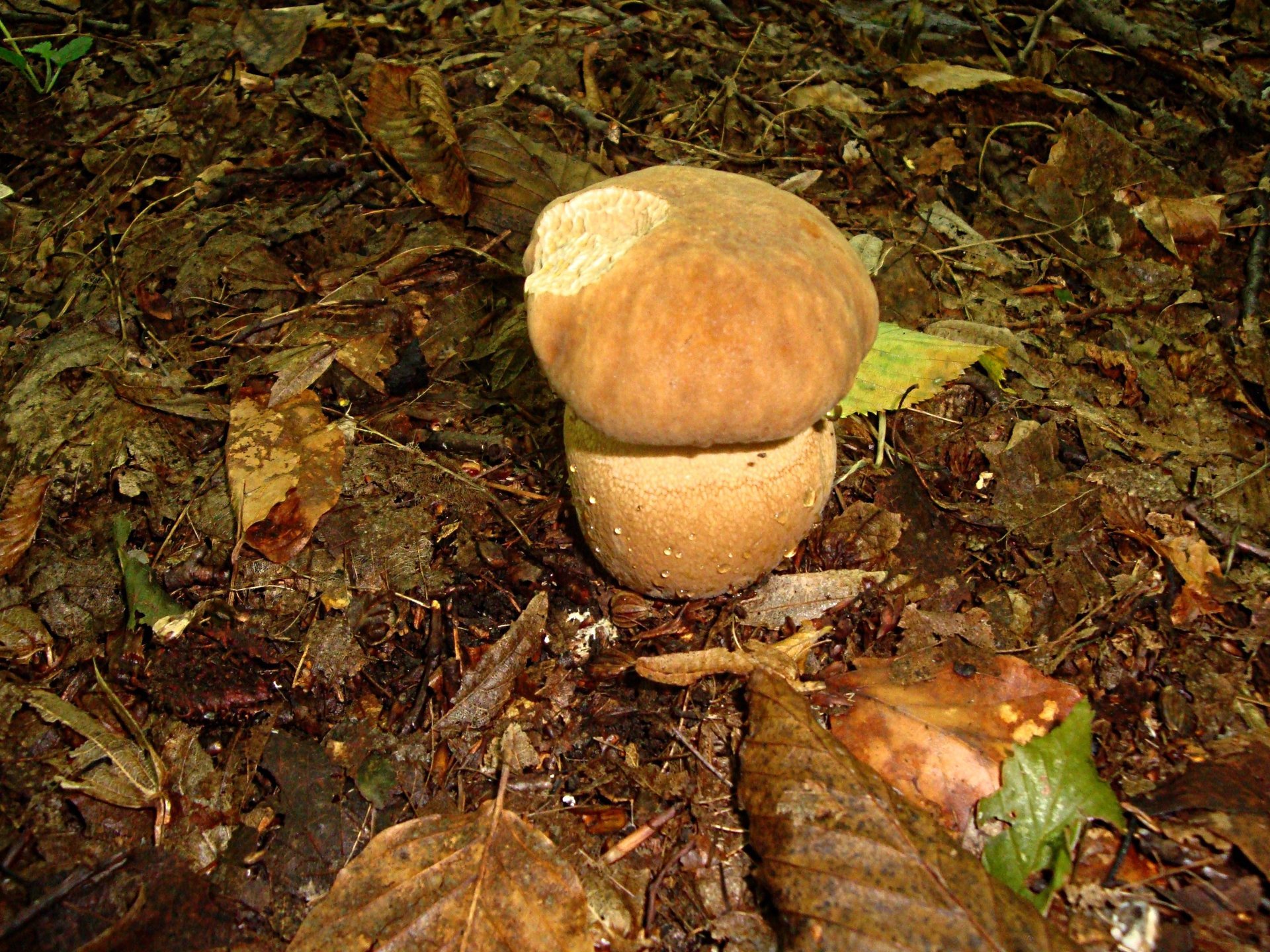 herbst pilze blätter tropfen