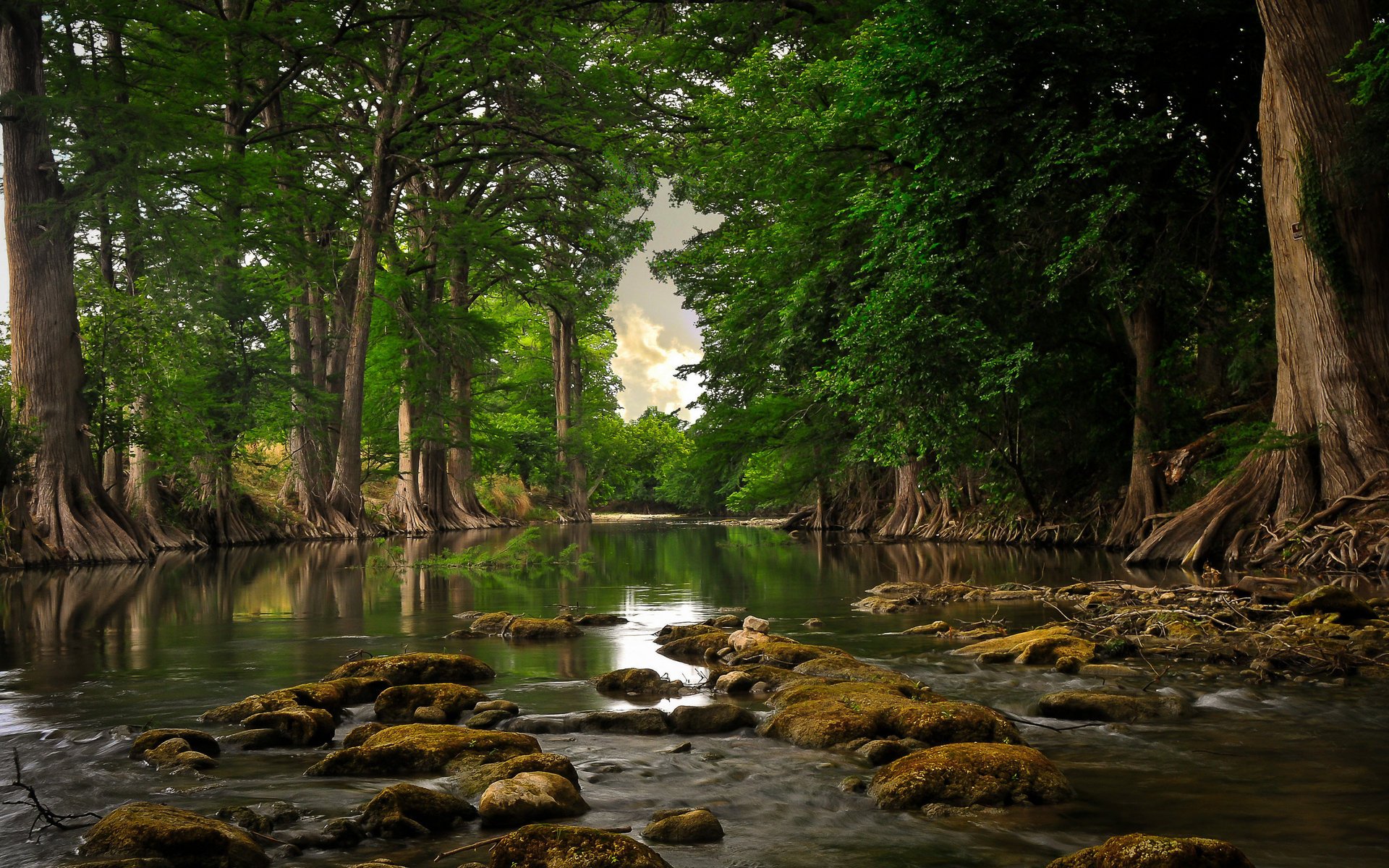 trees stones lake forest