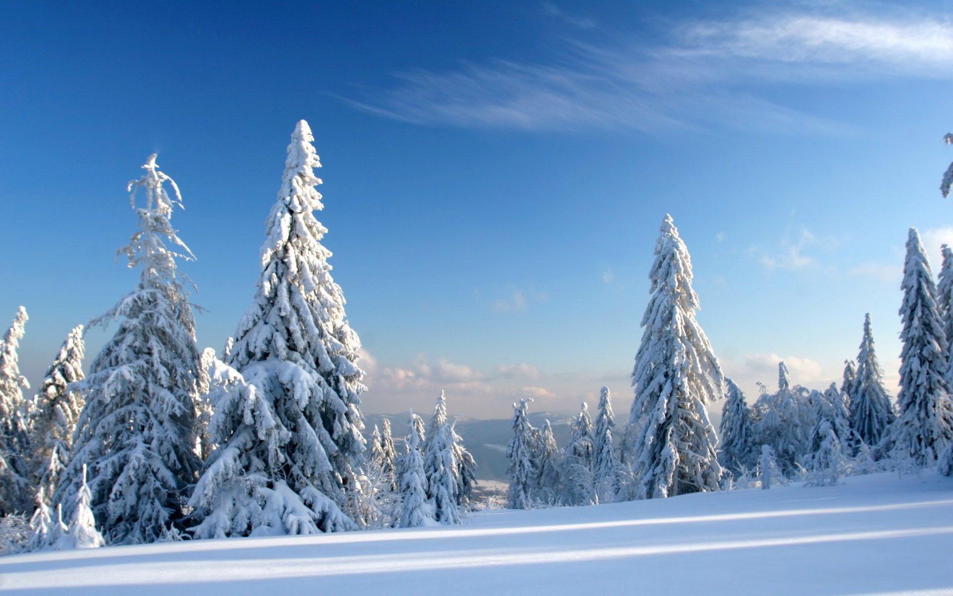 cielo árboles de navidad nieve en la nieve abeto invierno