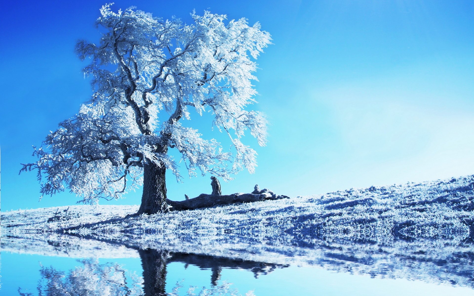 tree snow water the sky blue reflection deck log