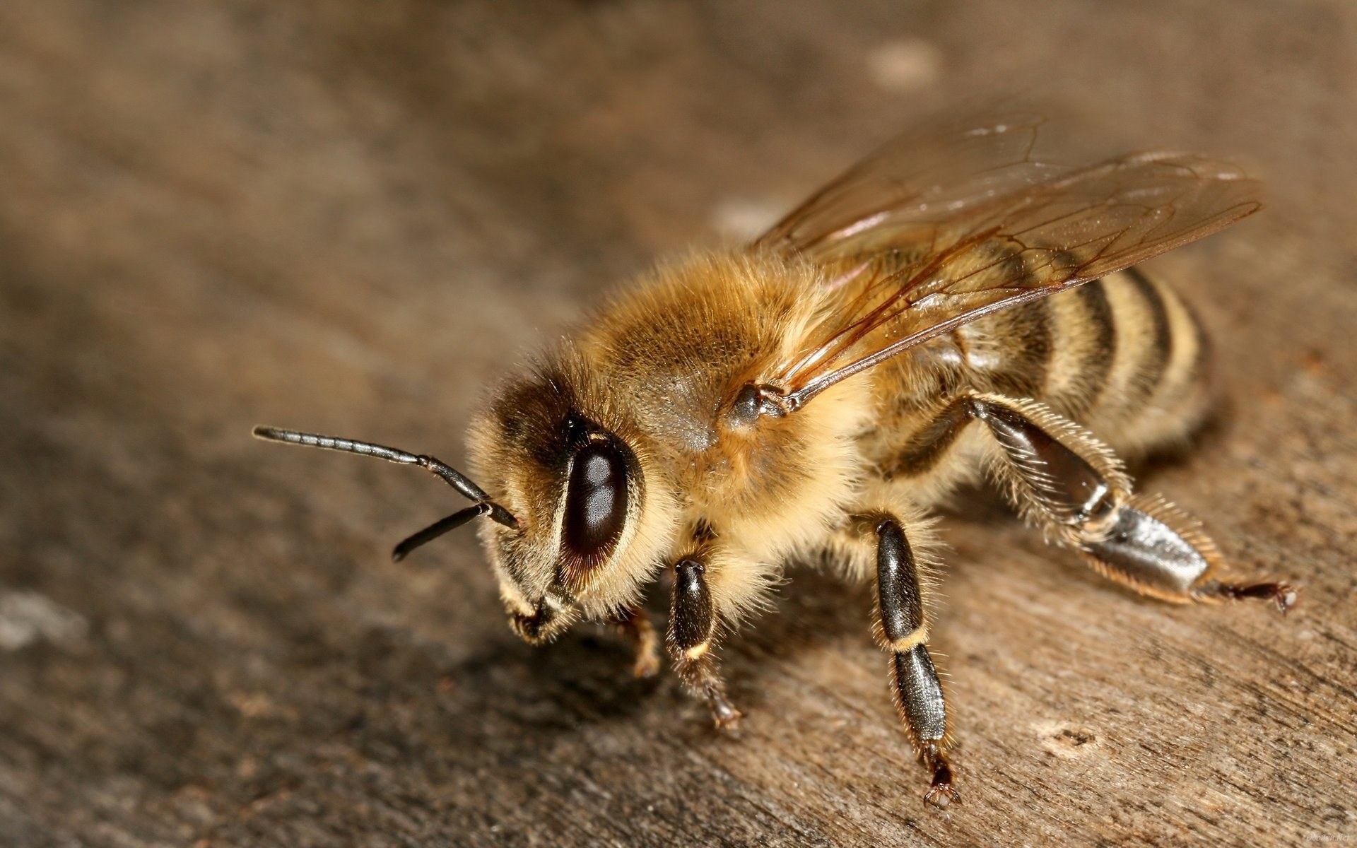 biene makro ranken pfoten flügel augen insekt