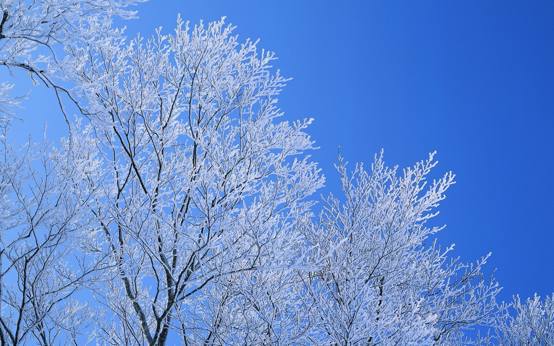 inverno cielo brina rami alberi blu