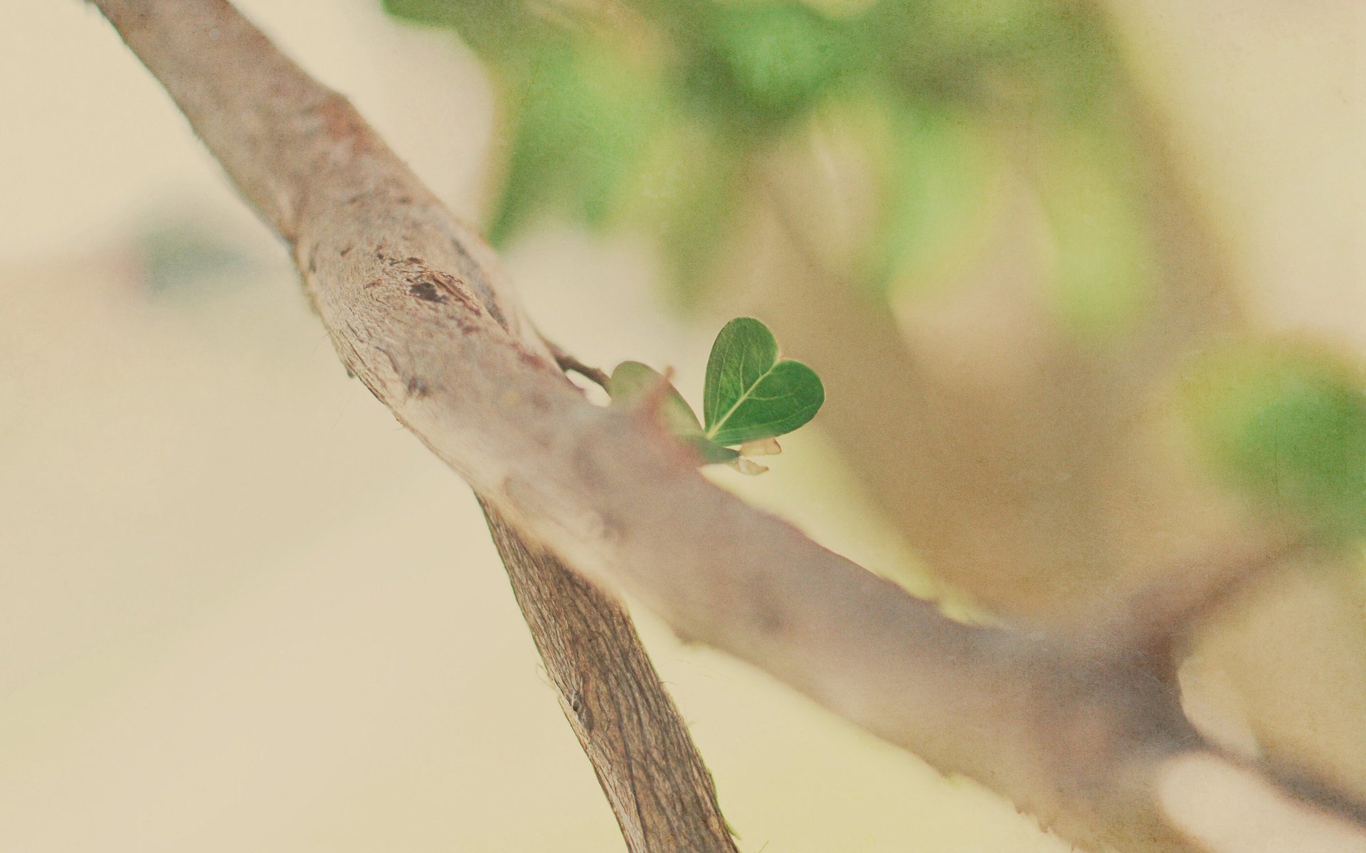 gros plan branche humeur arbre arbres branches branches