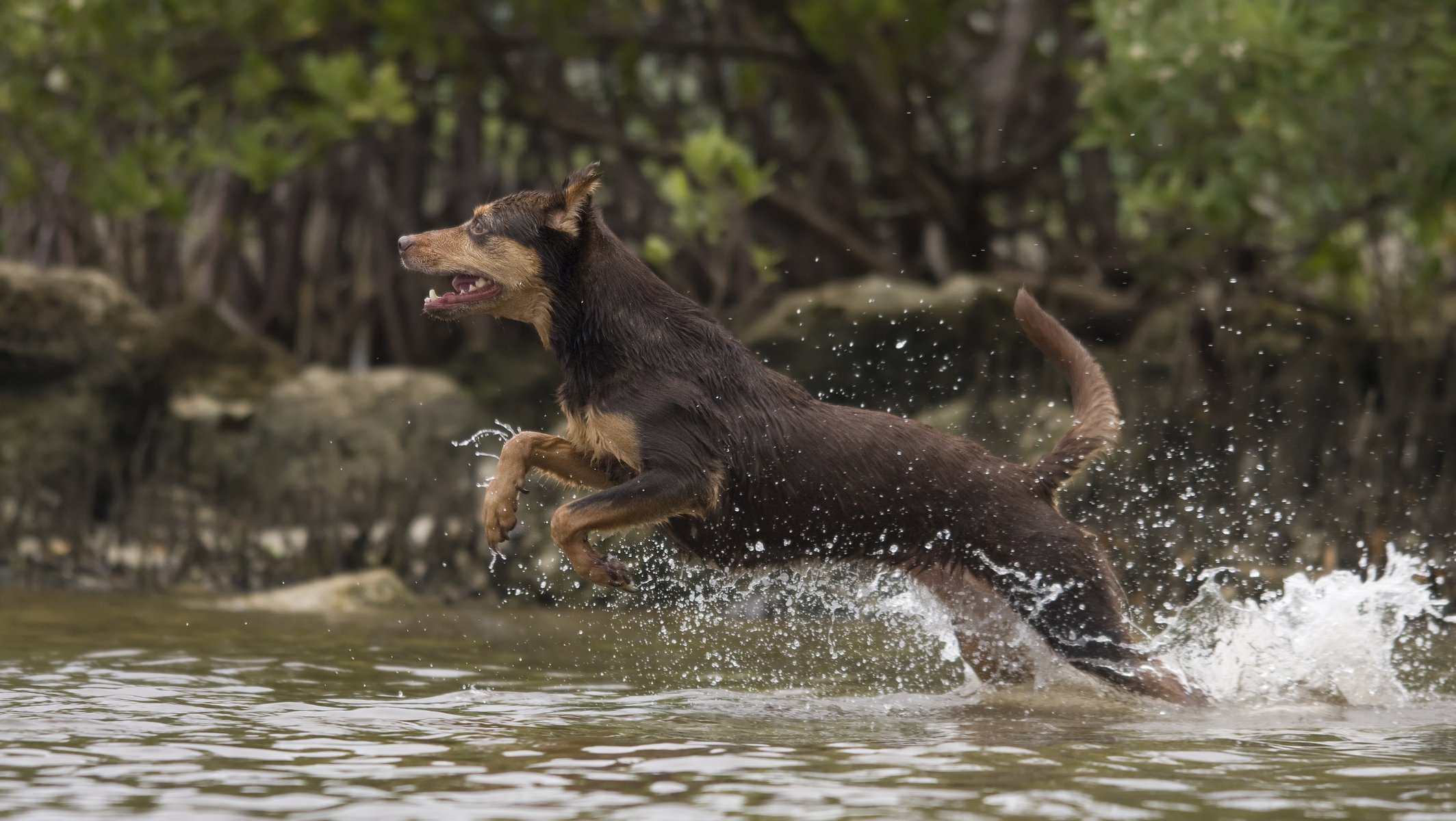 chien éclaboussures figé saut