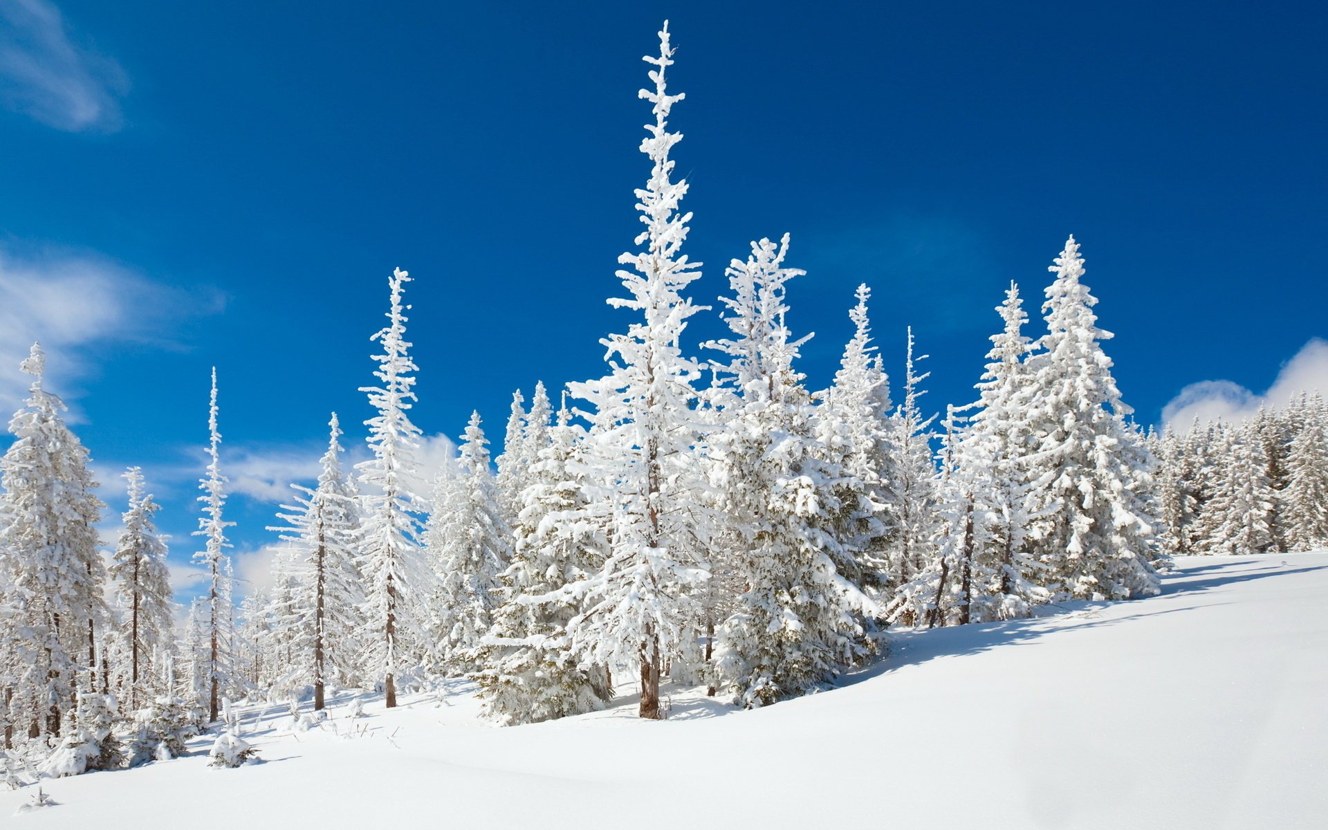 suave nieve en la nieve árboles cielo azul invierno bosque