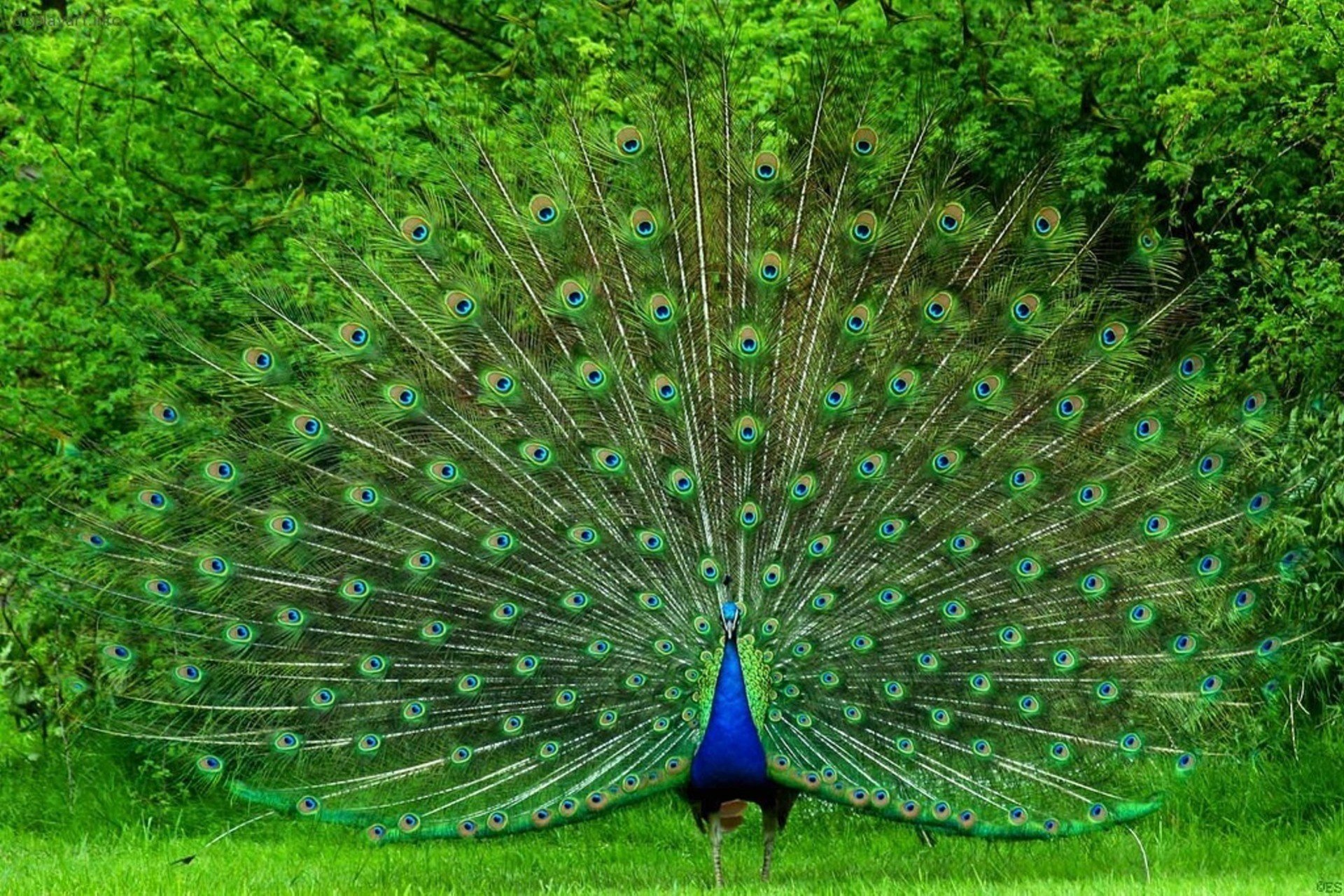 pájaro grande hermoso cola brillante pavo real