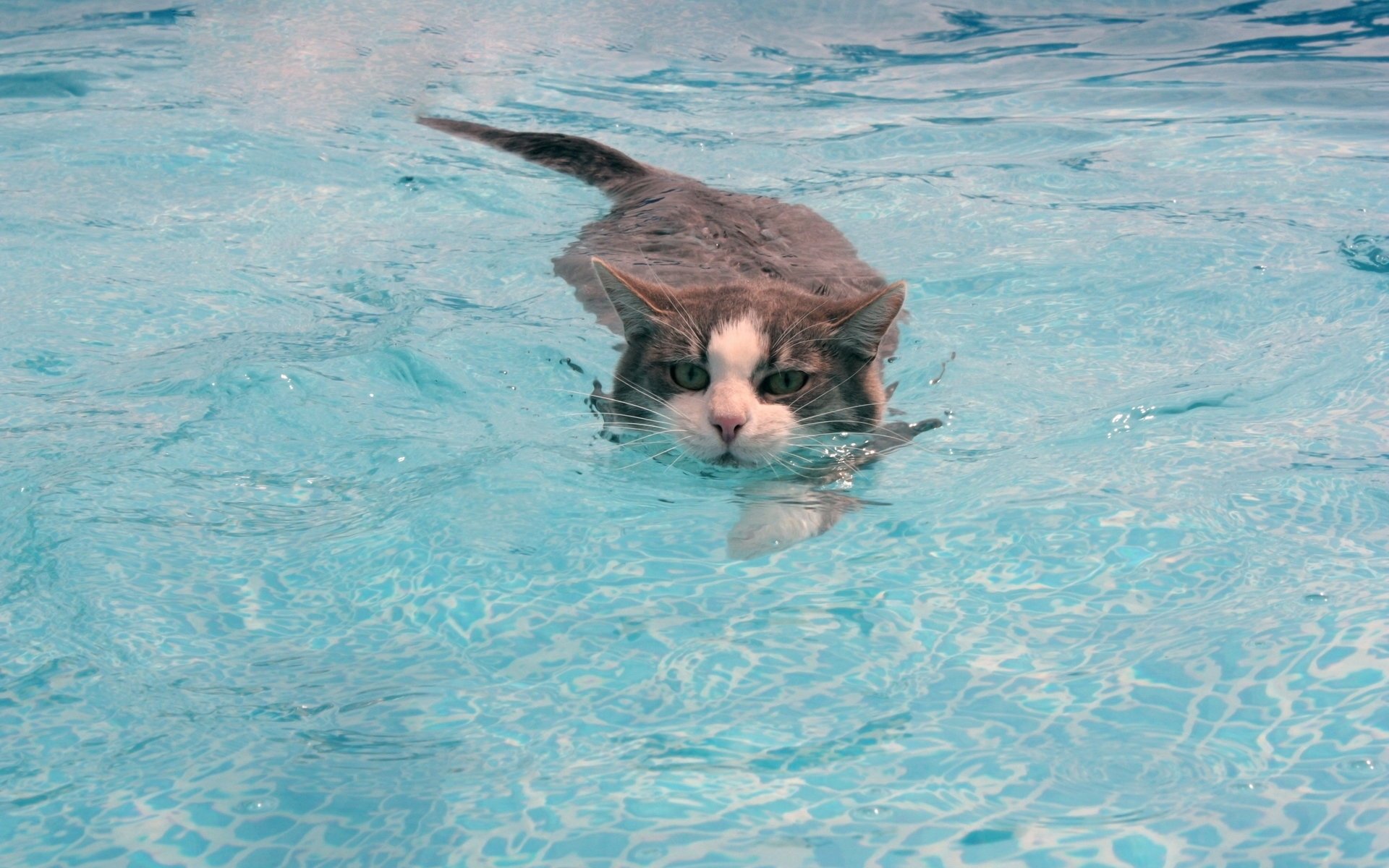 gato agua bigote gato