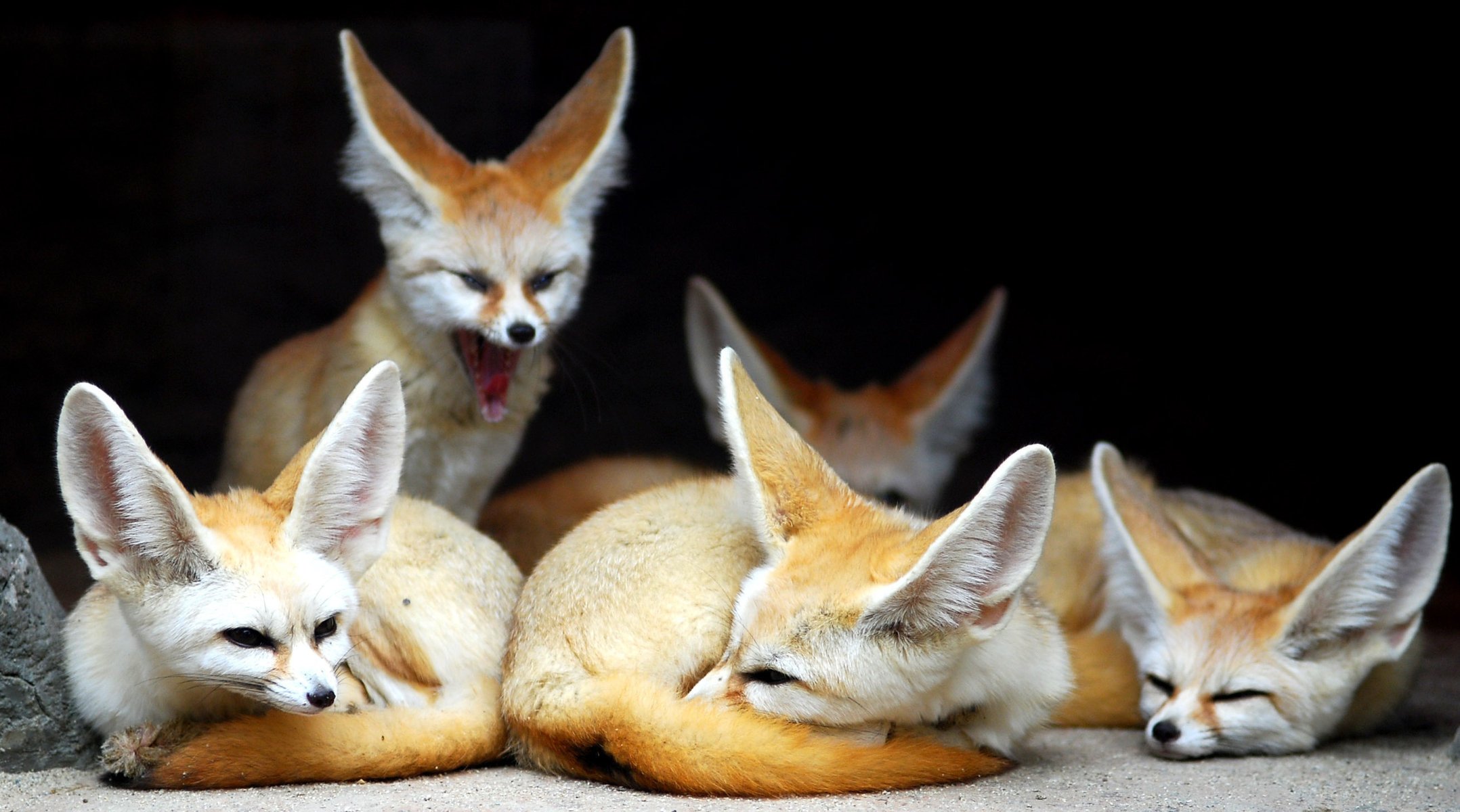 renard fenech animaux