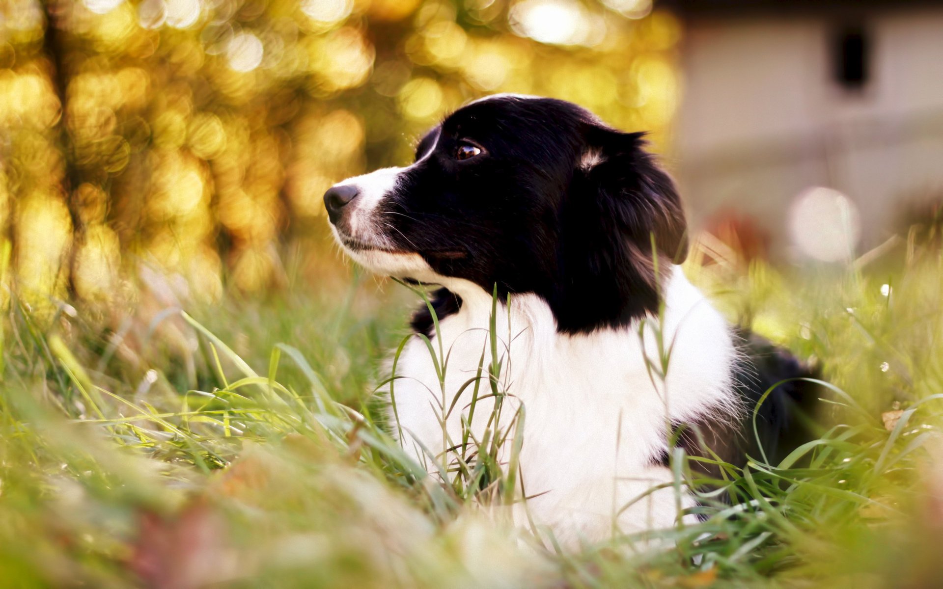 chien border collie herbe bokeh border collie