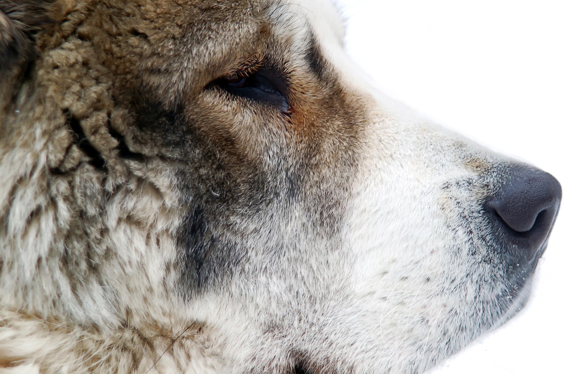 perro pastor de asia central nariz pelo hocico