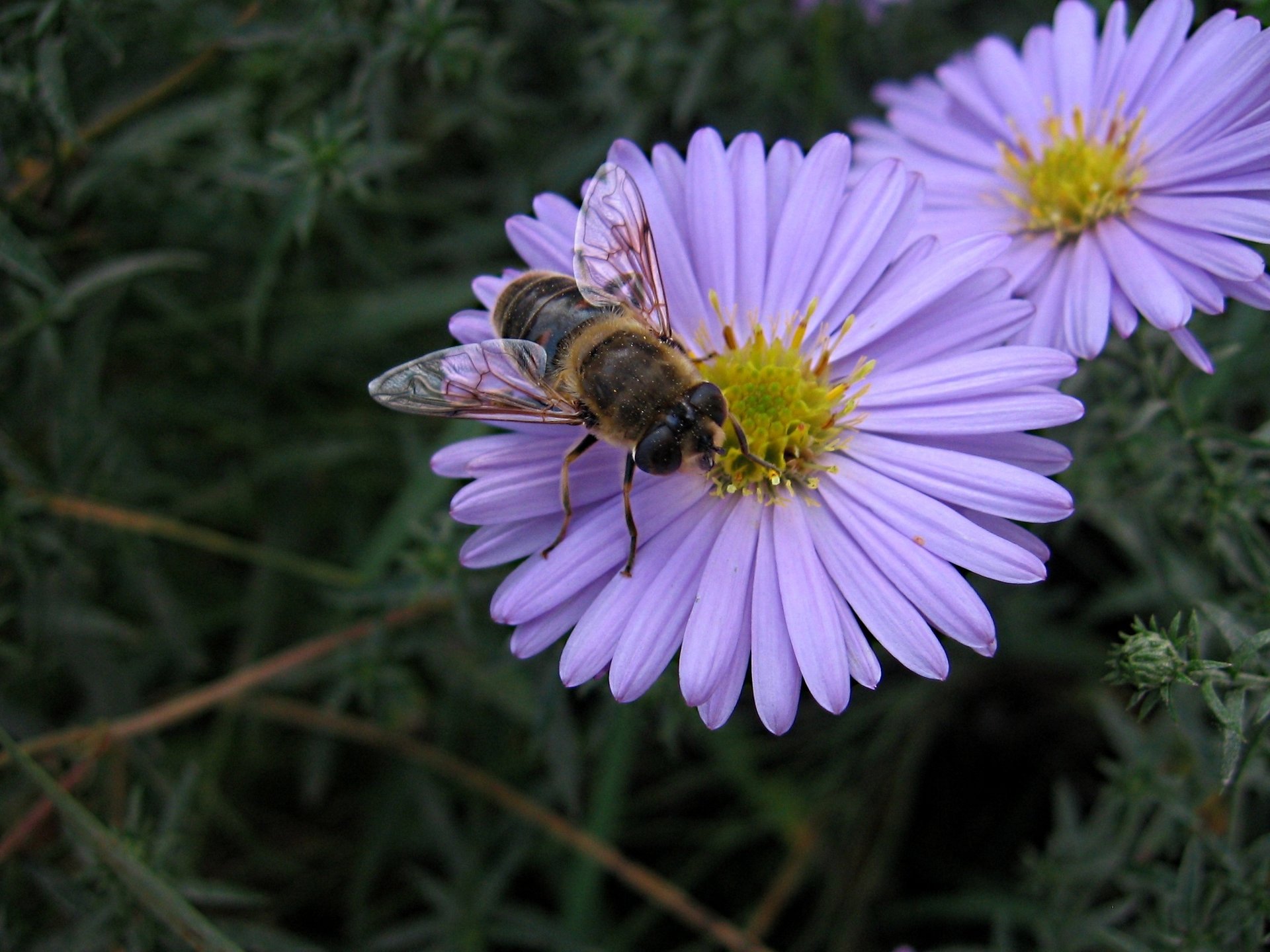 abeille fleur gros plan