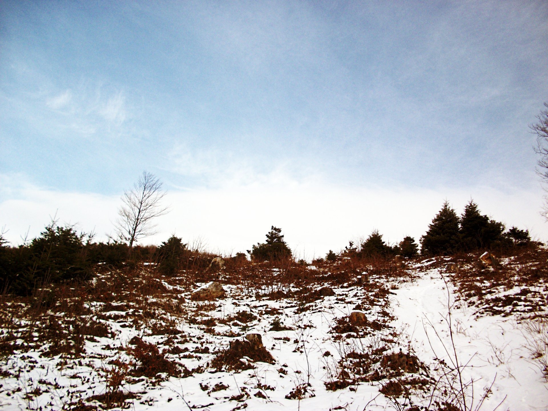 winter wald weihnachtsbaum himmel berge steine