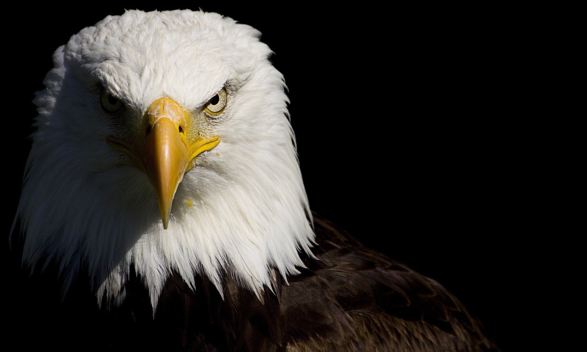 adler schatten federn blick schwarzer hintergrund