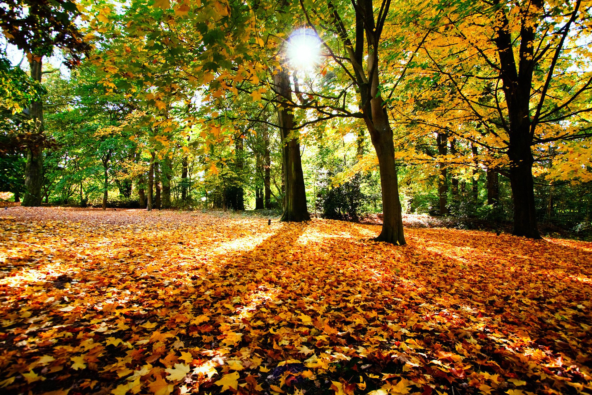 herbst sonne laub bäume