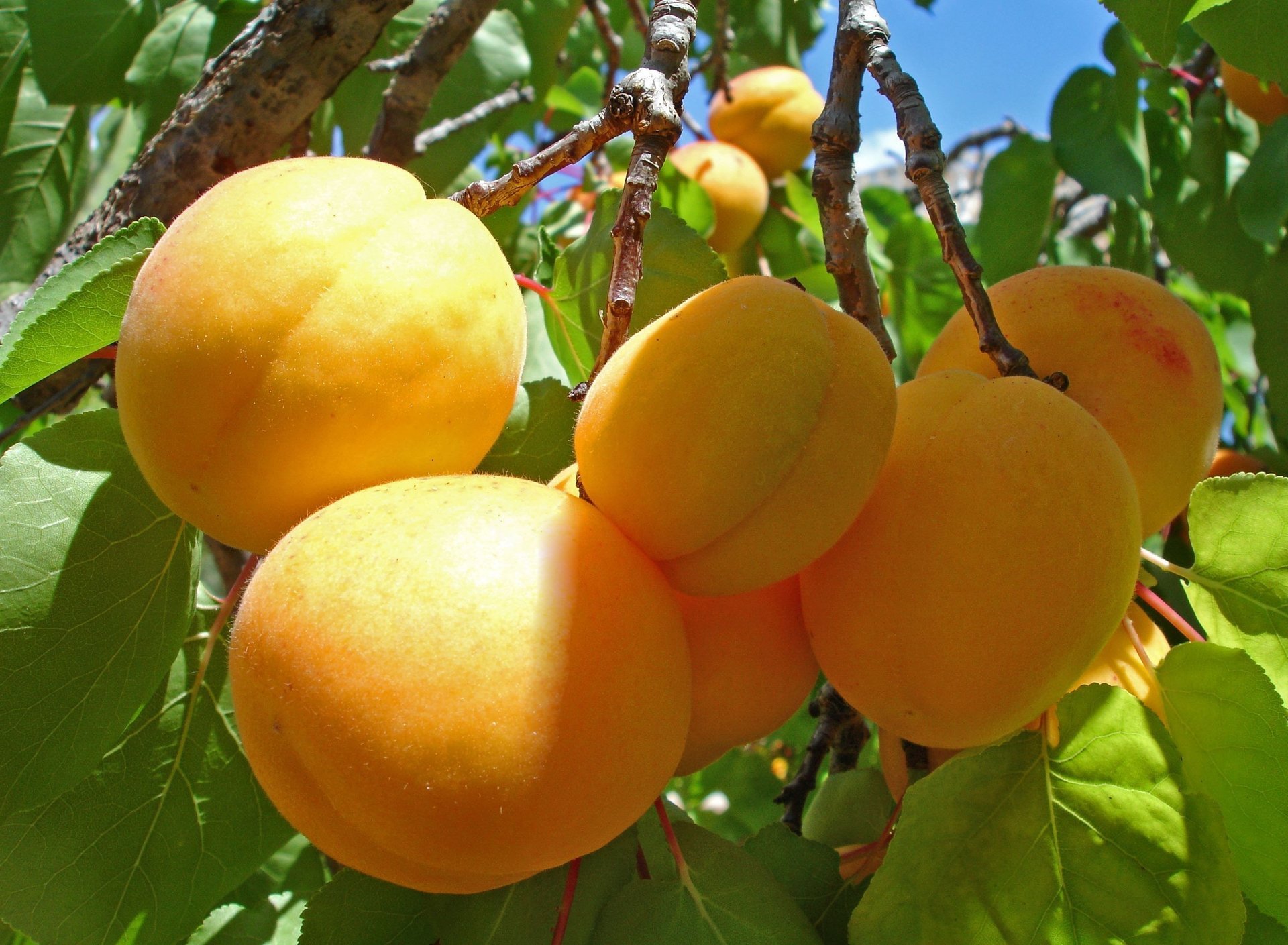 albaricoques árbol ramita